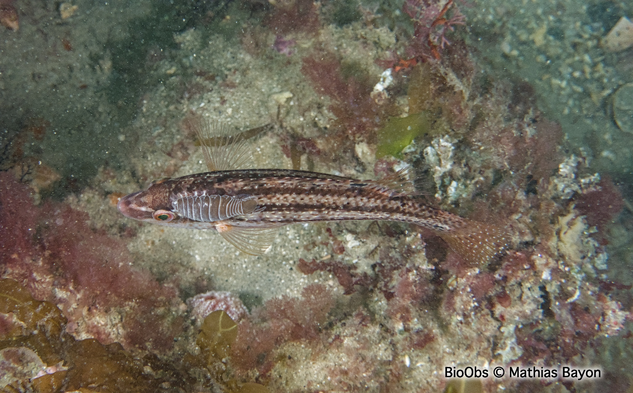 Anilocre - Anilocra - Mathias Bayon - BioObs