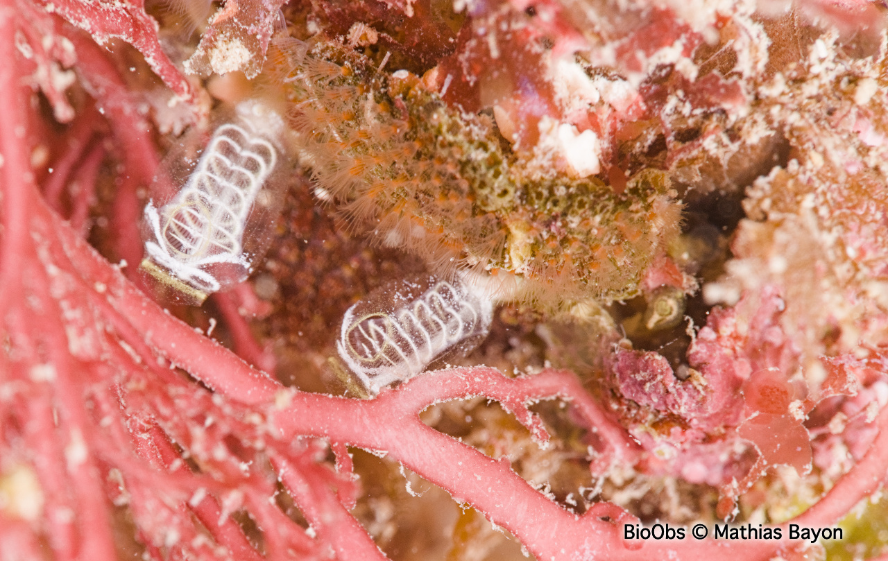 Clavelines naines - Pycnoclavella communis/ nana - Mathias Bayon - BioObs