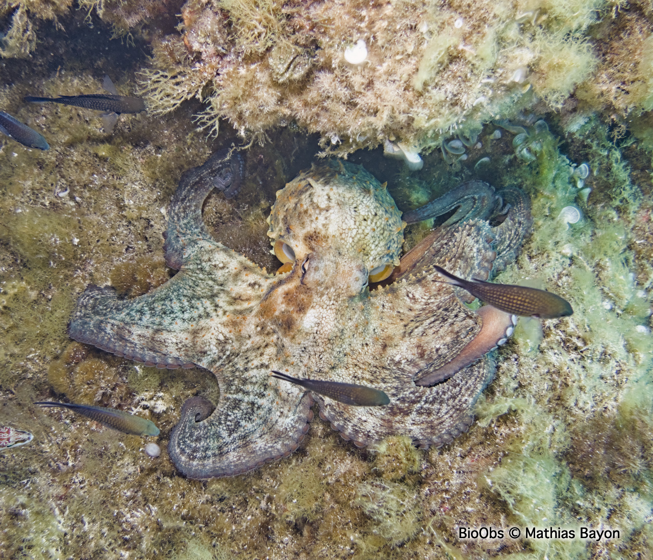 Poulpe commun - Octopus vulgaris - Mathias Bayon - BioObs
