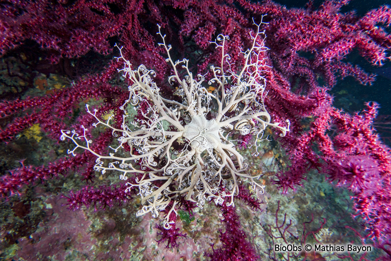 Gorgonocéphale - Astrospartus mediterraneus - Mathias Bayon - BioObs