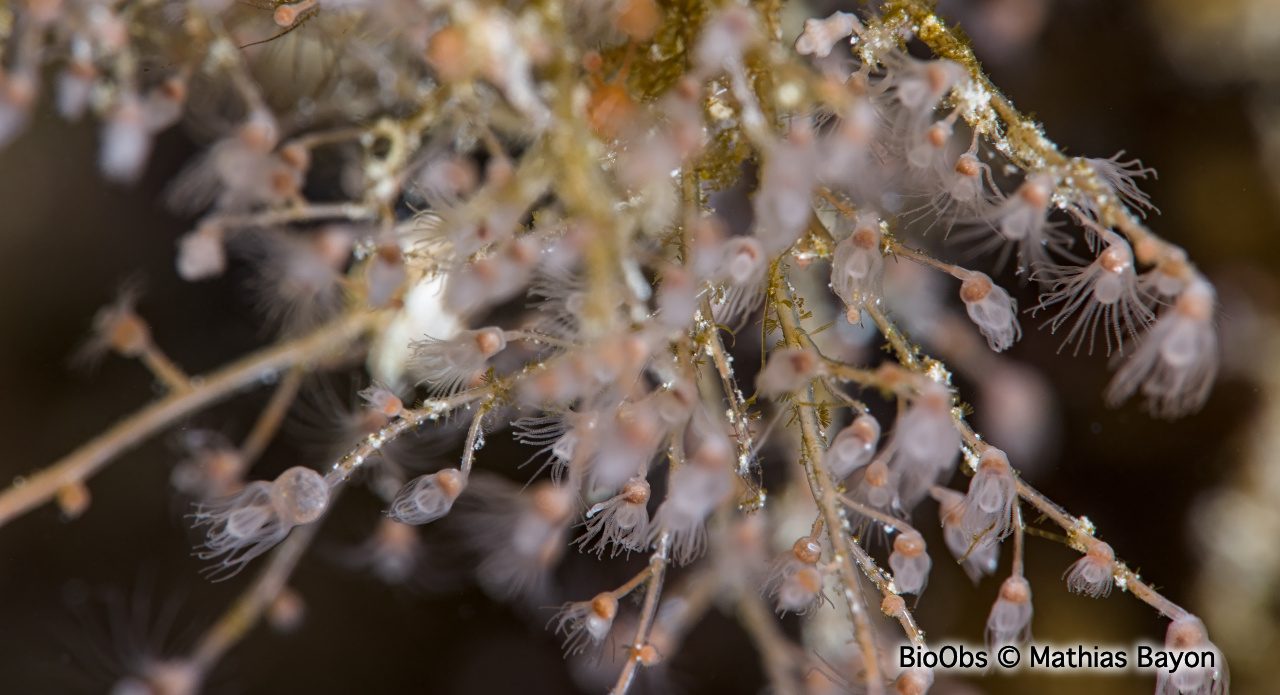 Eudendrium (genre) - Eudendrium - Mathias Bayon - BioObs