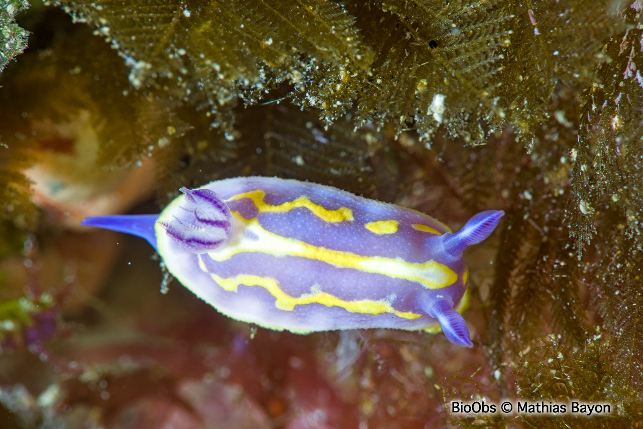 Doris de Krohn - Felimida krohni - Mathias Bayon - BioObs