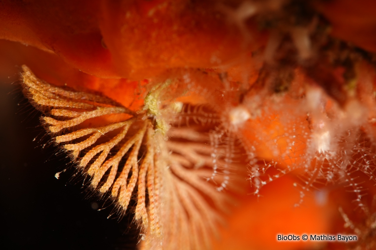 Bryozoaire à fouet - Caberea boryi - Mathias Bayon - BioObs