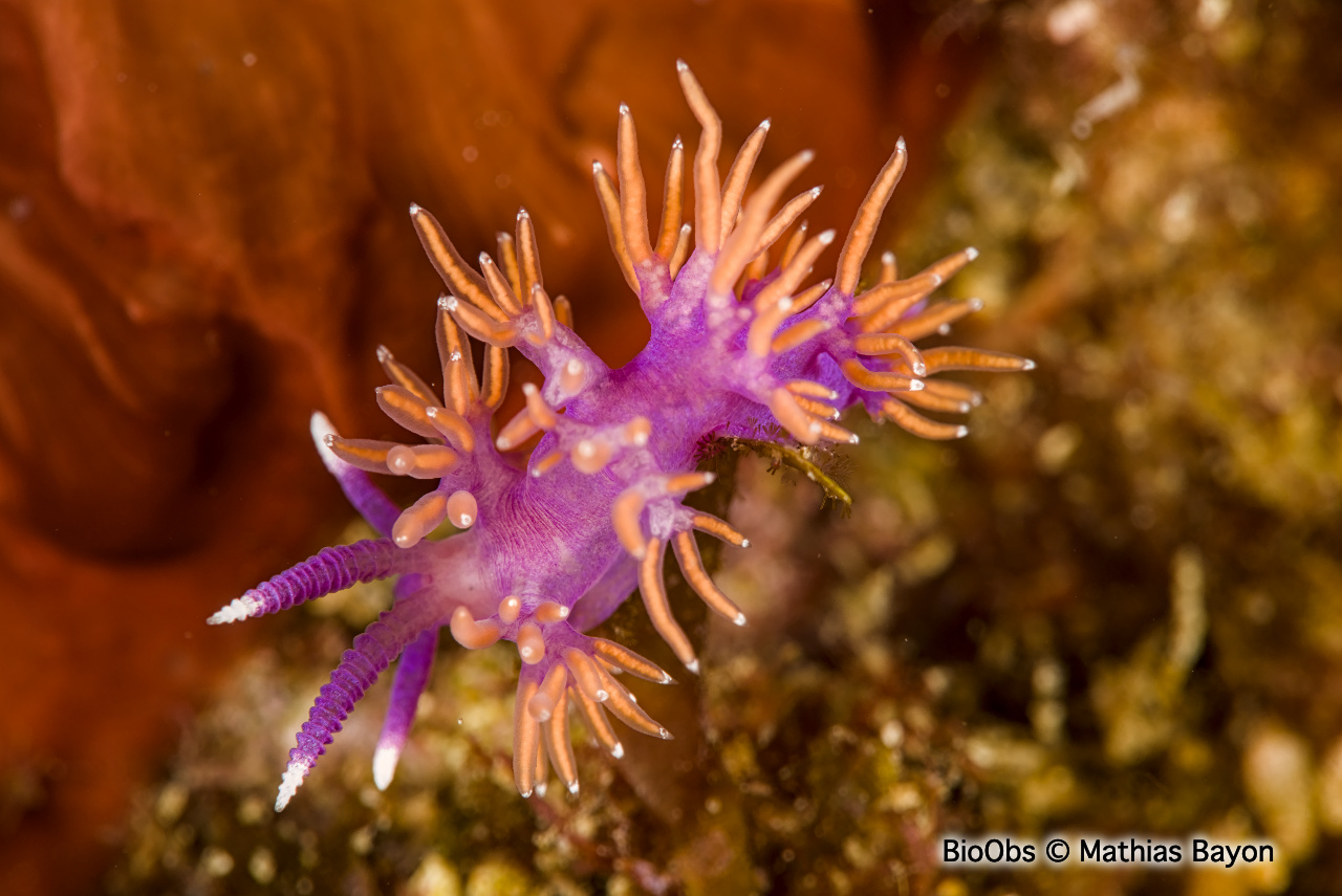 Flabelline d'Ischia - Paraflabellina ischitana - Mathias Bayon - BioObs