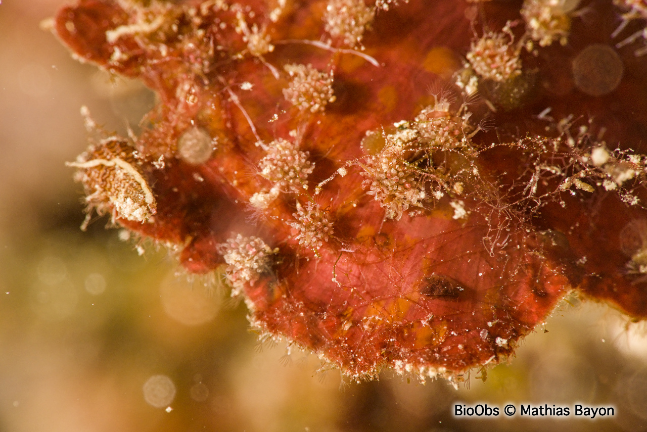 Valkérie tubéreuse - Walkeria tuberosa - Mathias Bayon - BioObs