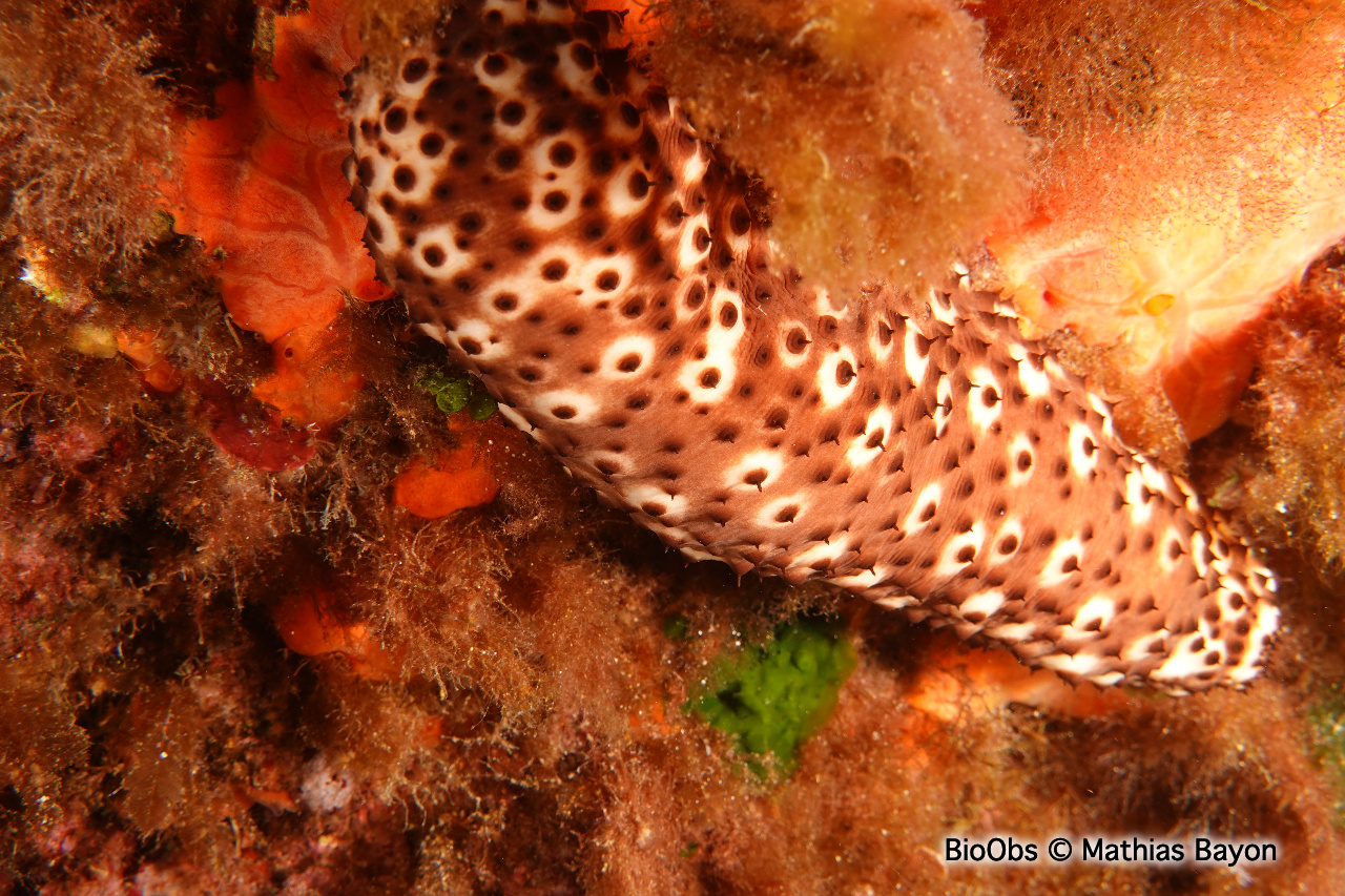 Concombre cracheur marron - Holothuria (Platyperona) sanctori - Mathias Bayon - BioObs