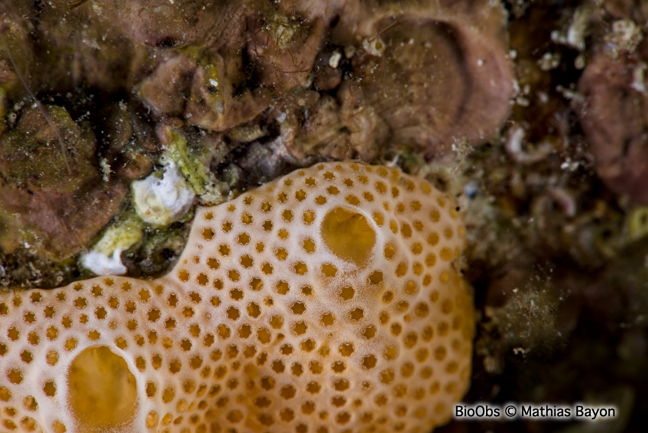 Didemne commun - Didemnum commune - Mathias Bayon - BioObs