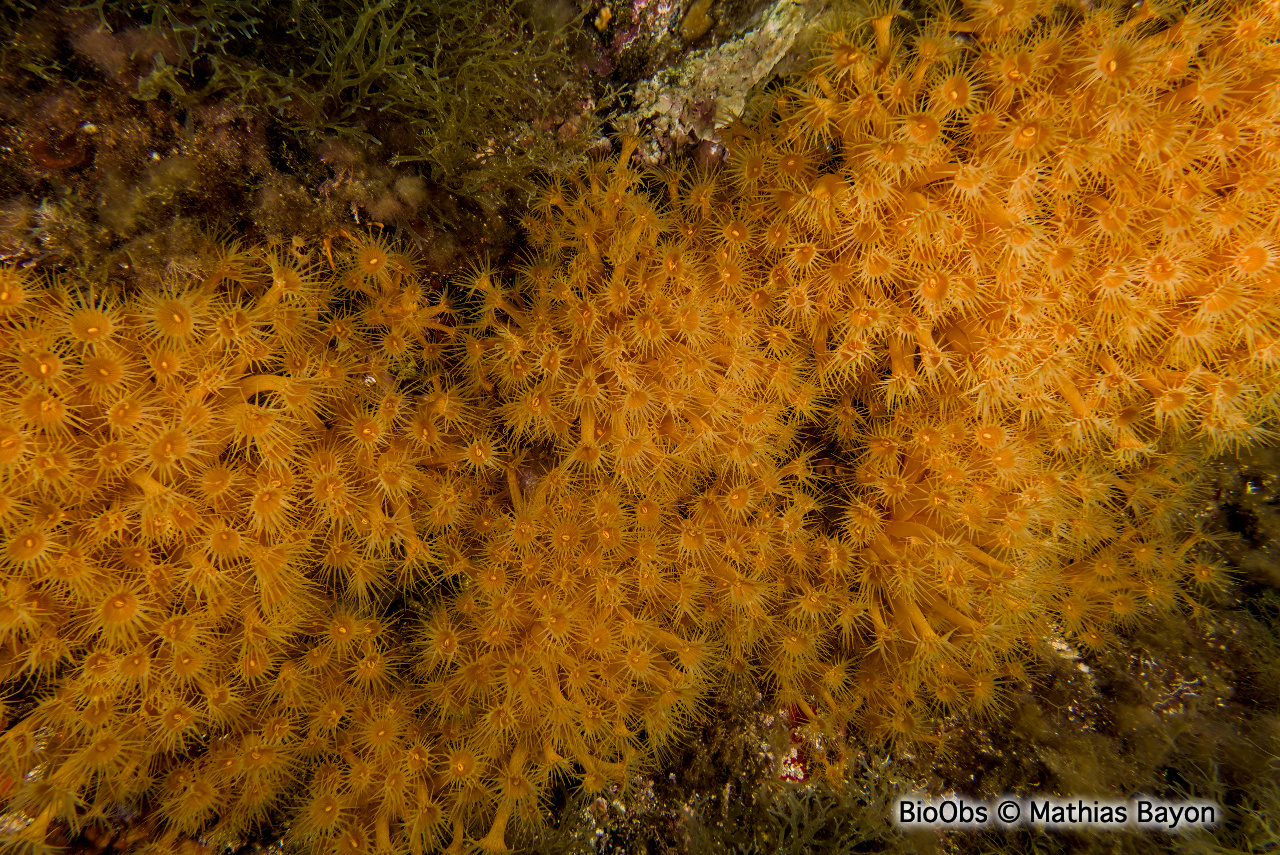 Anémone jaune encroûtante - Parazoanthus axinellae - Mathias Bayon - BioObs