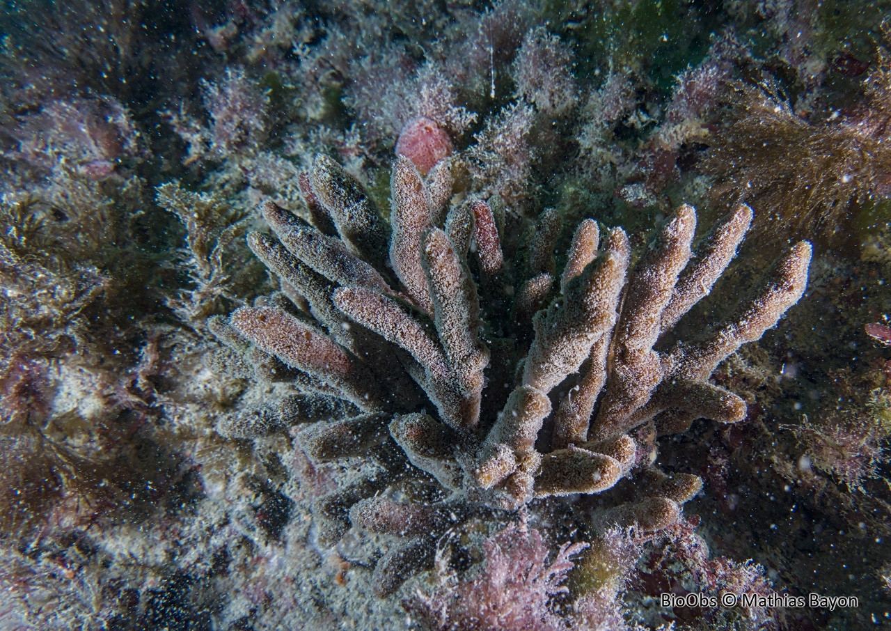 Eponge rameaux de chocolat - Raspailia (Raspailia) ramosa - Mathias Bayon - BioObs