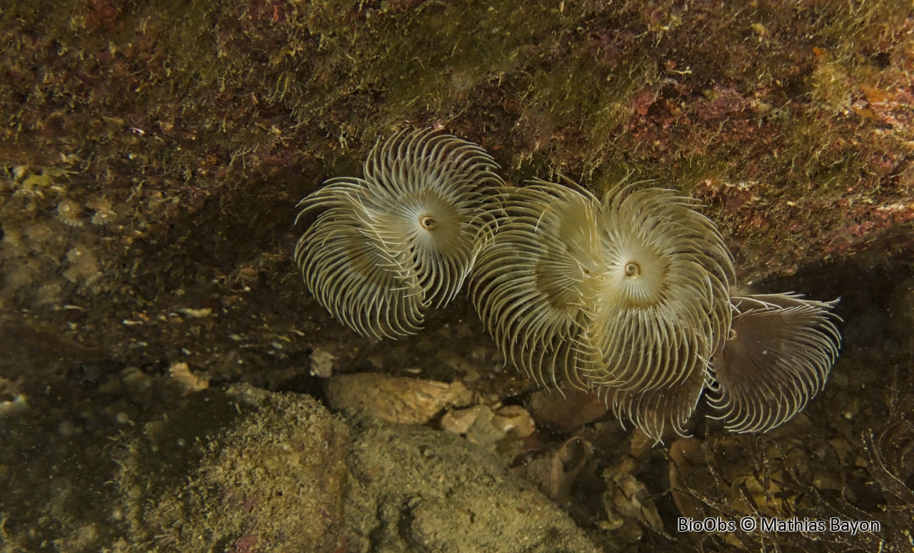 Bispire - Bispira volutacornis - Mathias Bayon - BioObs