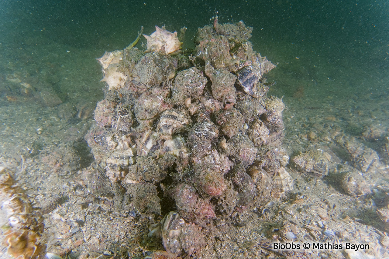 Rocher fascié - Hexaplex trunculus - Mathias Bayon - BioObs