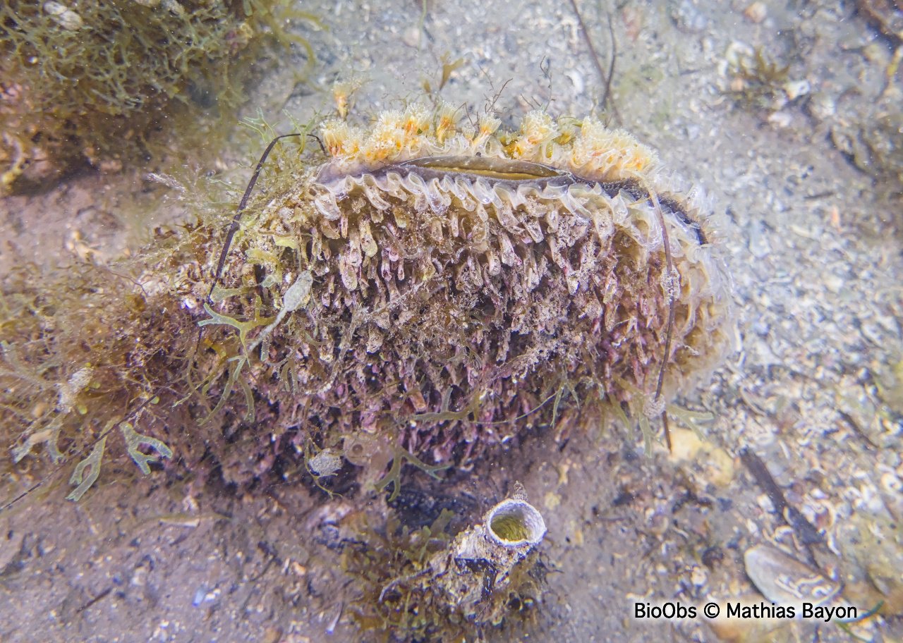 Grande nacre , Pinne noble - Pinna nobilis - Mathias Bayon - BioObs