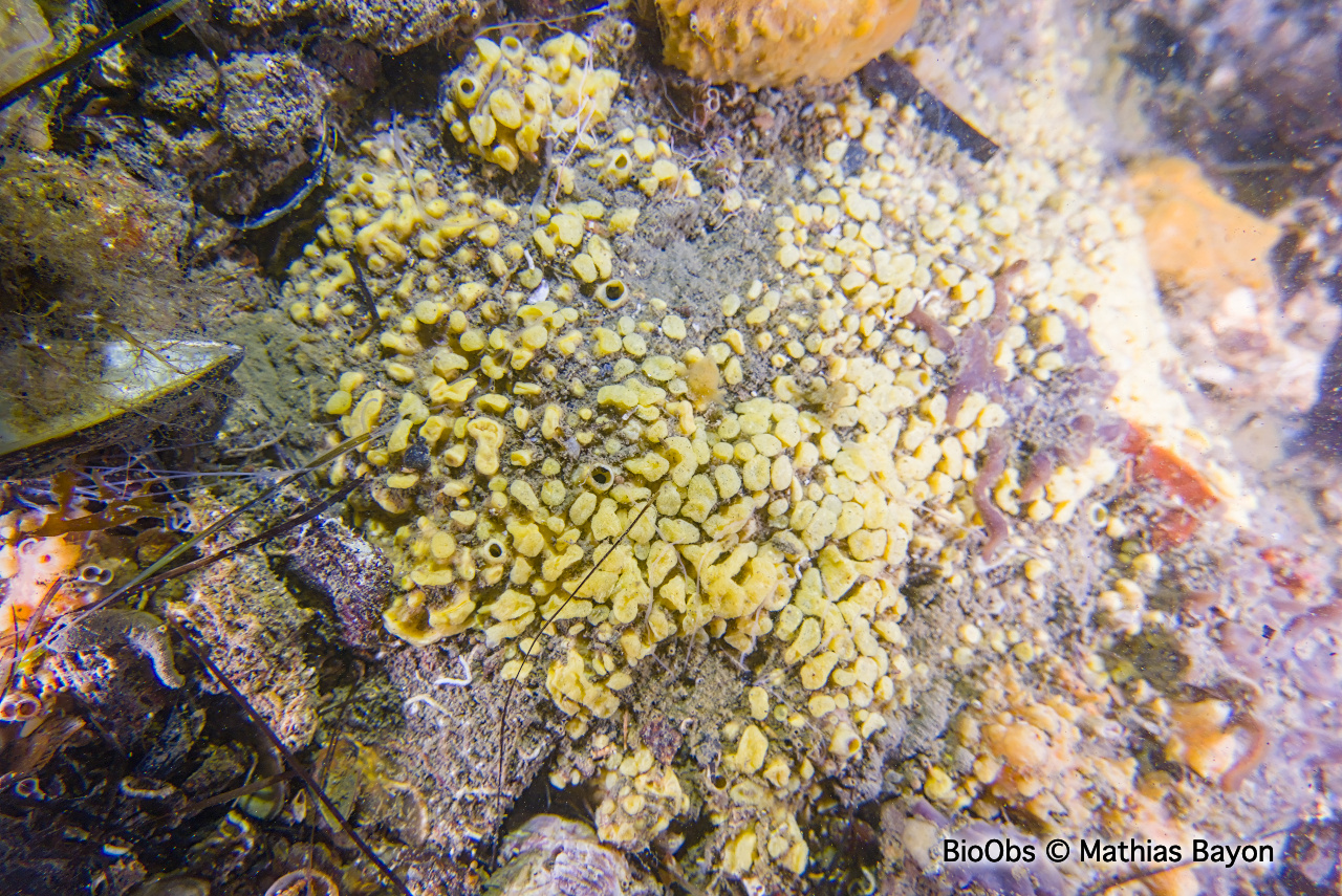 Clione jaune - Cliona celata - Mathias Bayon - BioObs