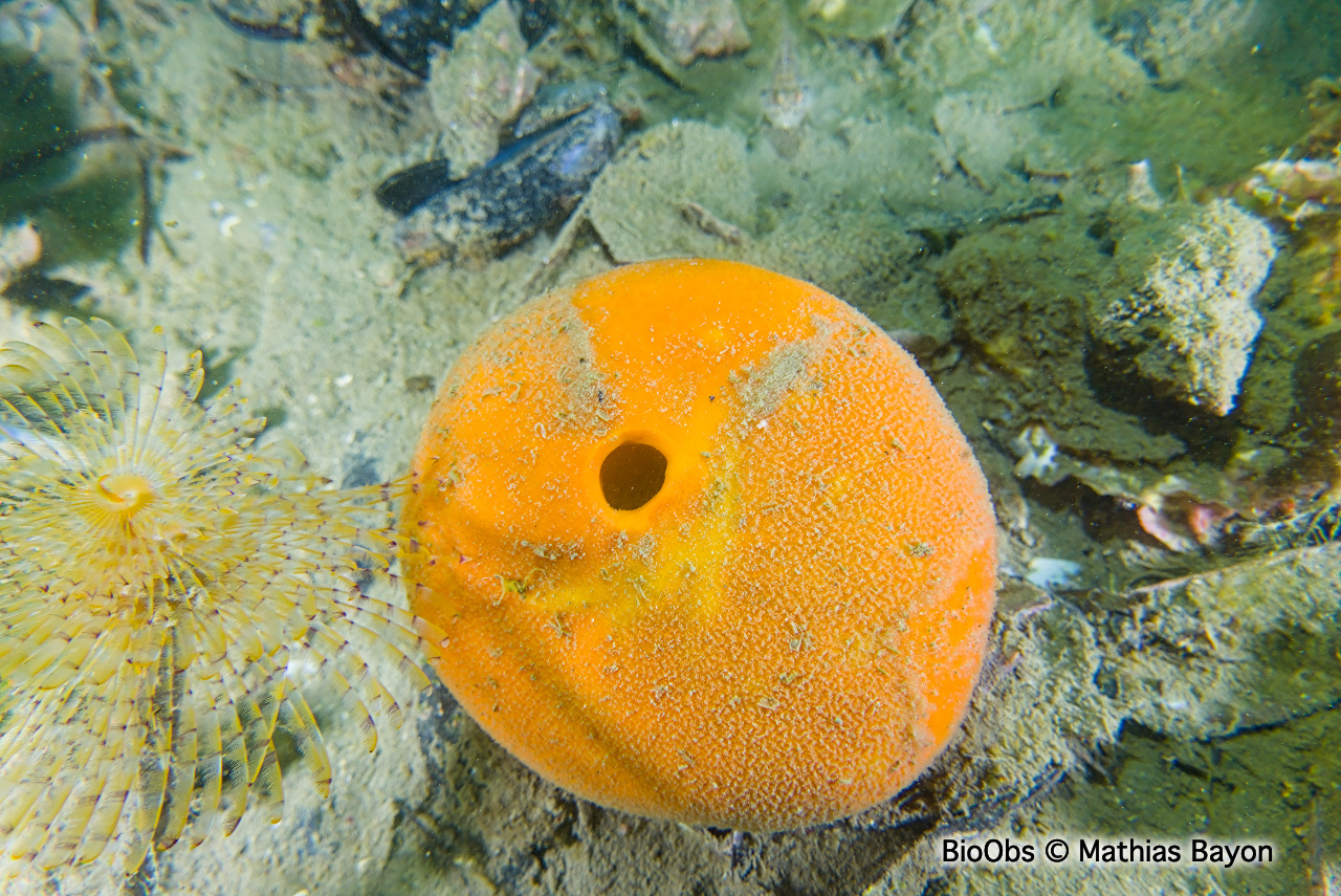 Subérite-gîte - Suberites domuncula - Mathias Bayon - BioObs