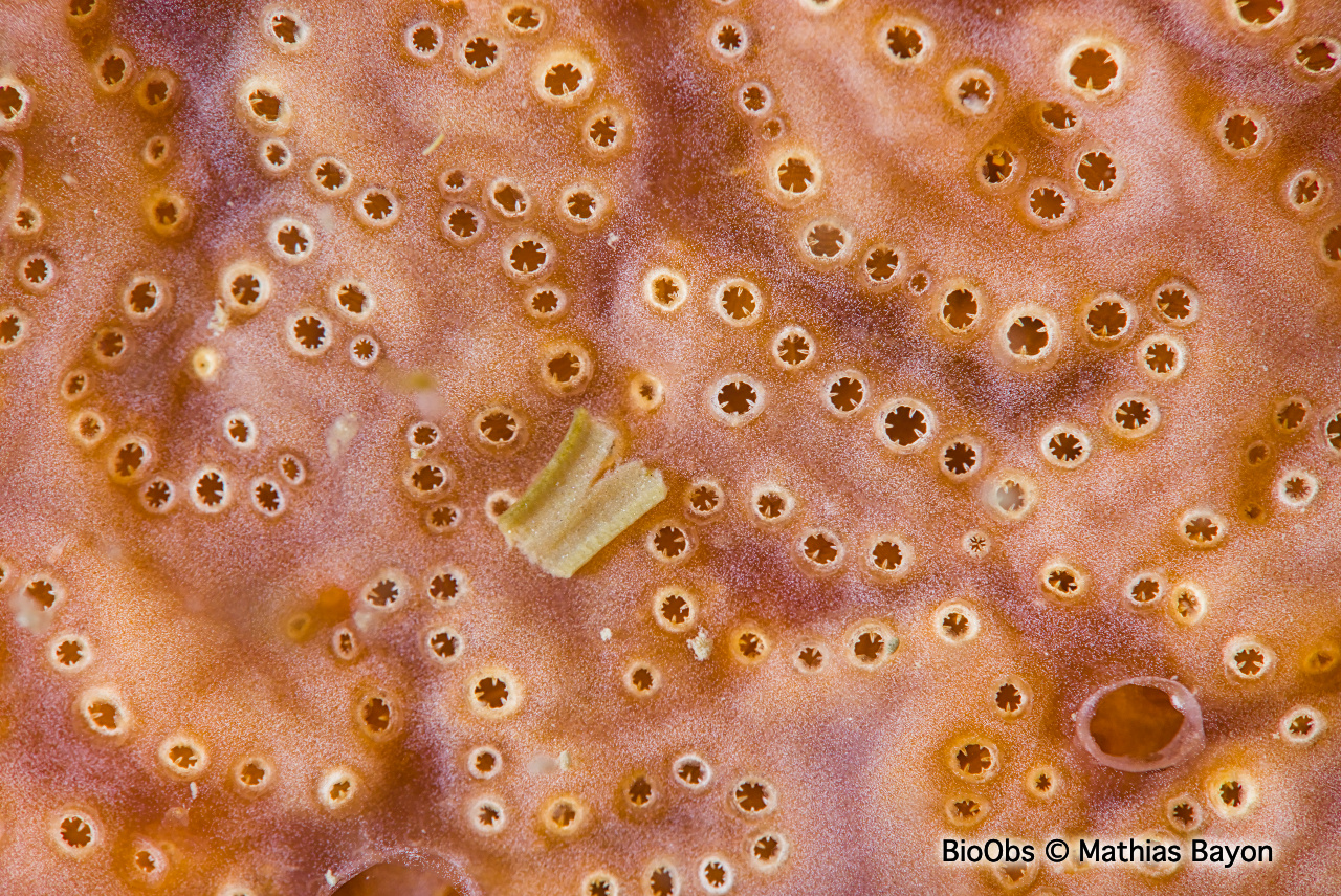 Aplidium de Nordmann; forme méditerranéenne - Aplidium aff. nordmanni - Mathias Bayon - BioObs