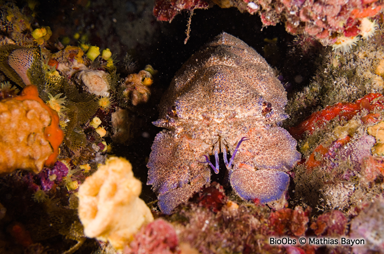 Grande cigale - Scyllarides latus - Mathias Bayon - BioObs