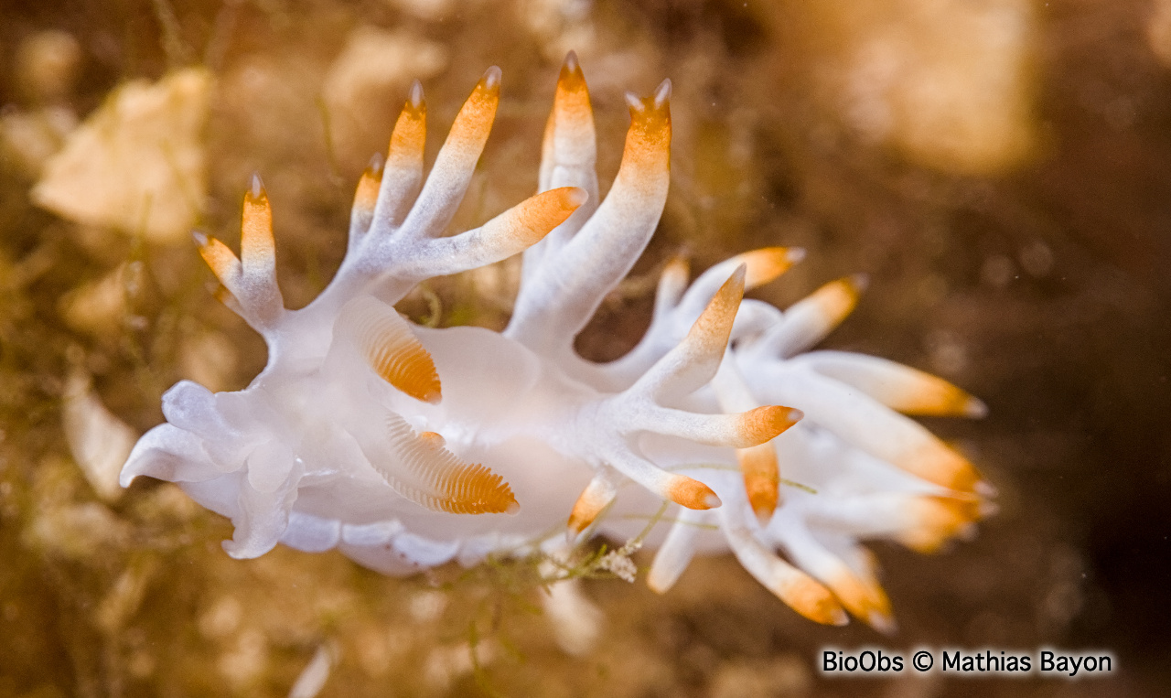 Flabelline blanche - Luisella babai - Mathias Bayon - BioObs