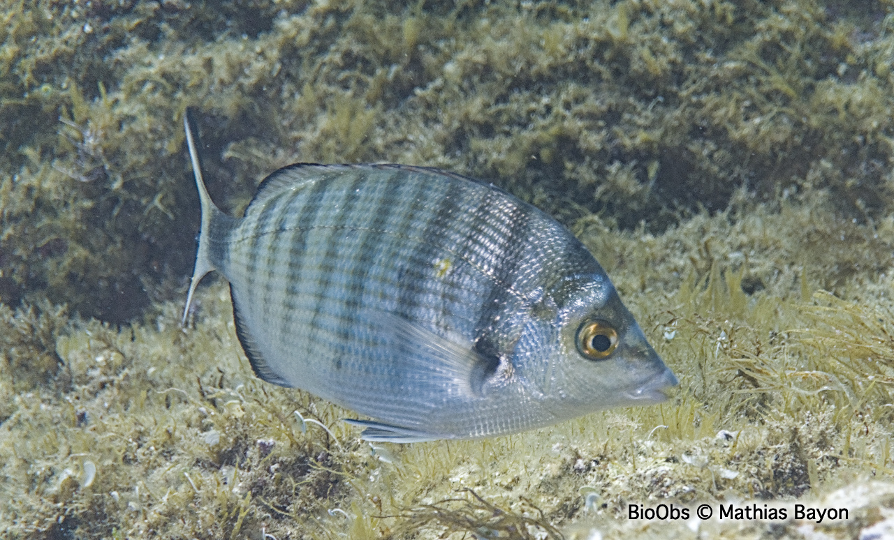 Sar à museau pointu - Diplodus puntazzo - Mathias Bayon - BioObs