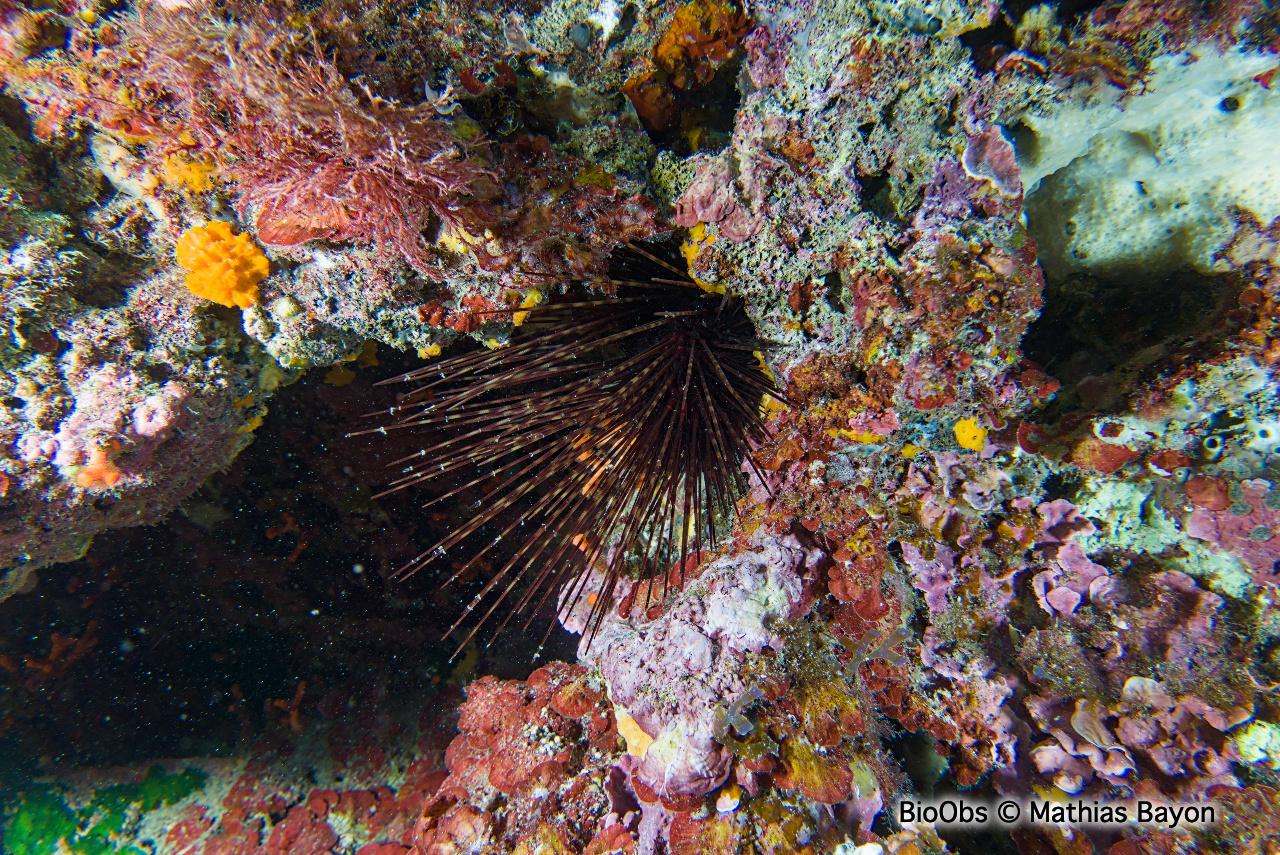 Oursin diadème - Centrostephanus longispinus - Mathias Bayon - BioObs