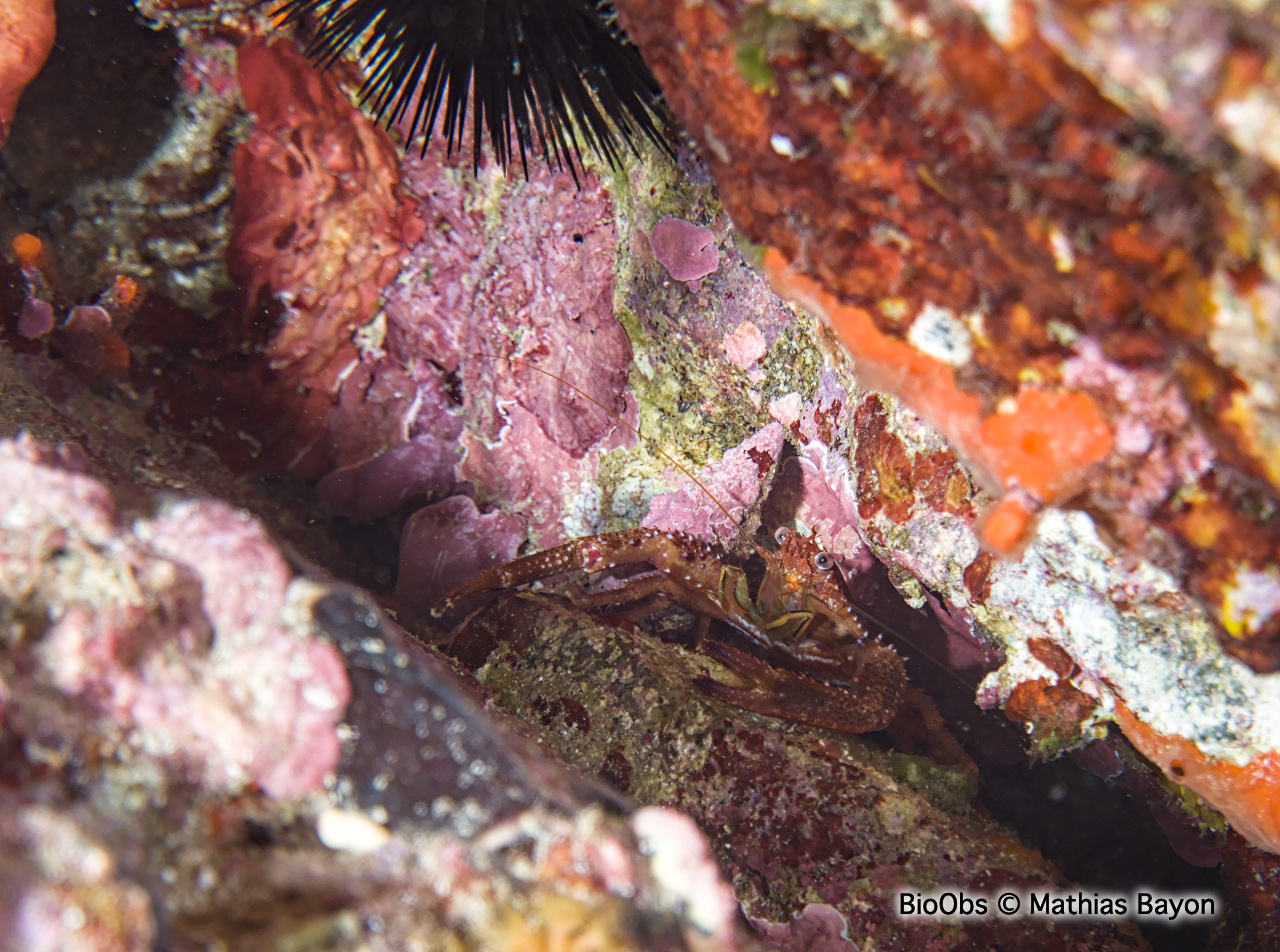 Galathée noire - Galathea squamifera - Mathias Bayon - BioObs