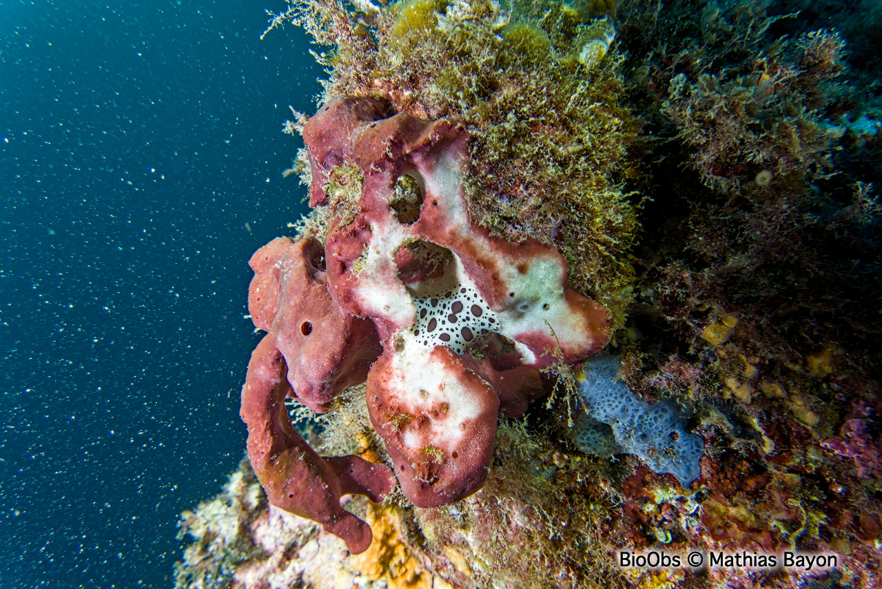 Eponge pierre - Petrosia (Petrosia) ficiformis - Mathias Bayon - BioObs