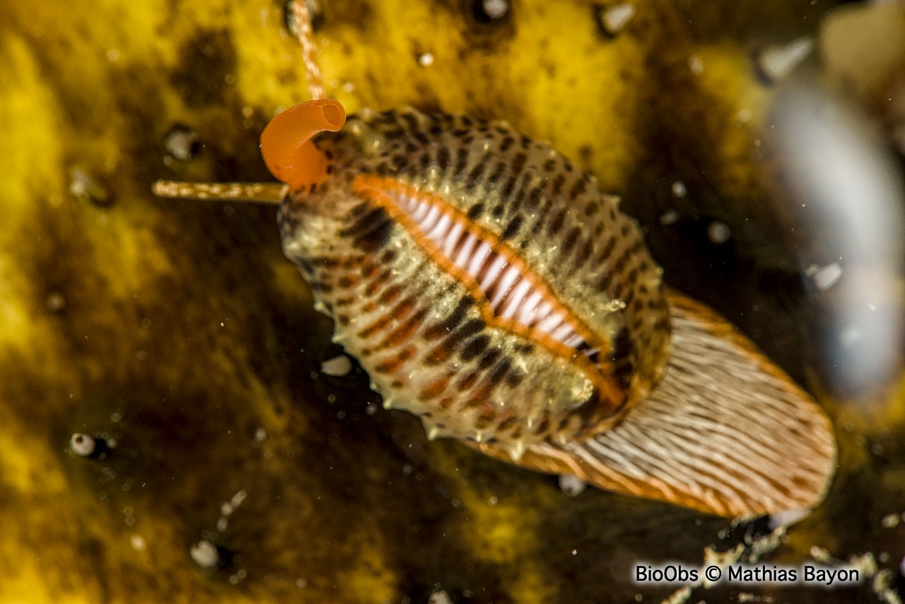 Grain de café à trois points - Trivia monacha - Mathias Bayon - BioObs