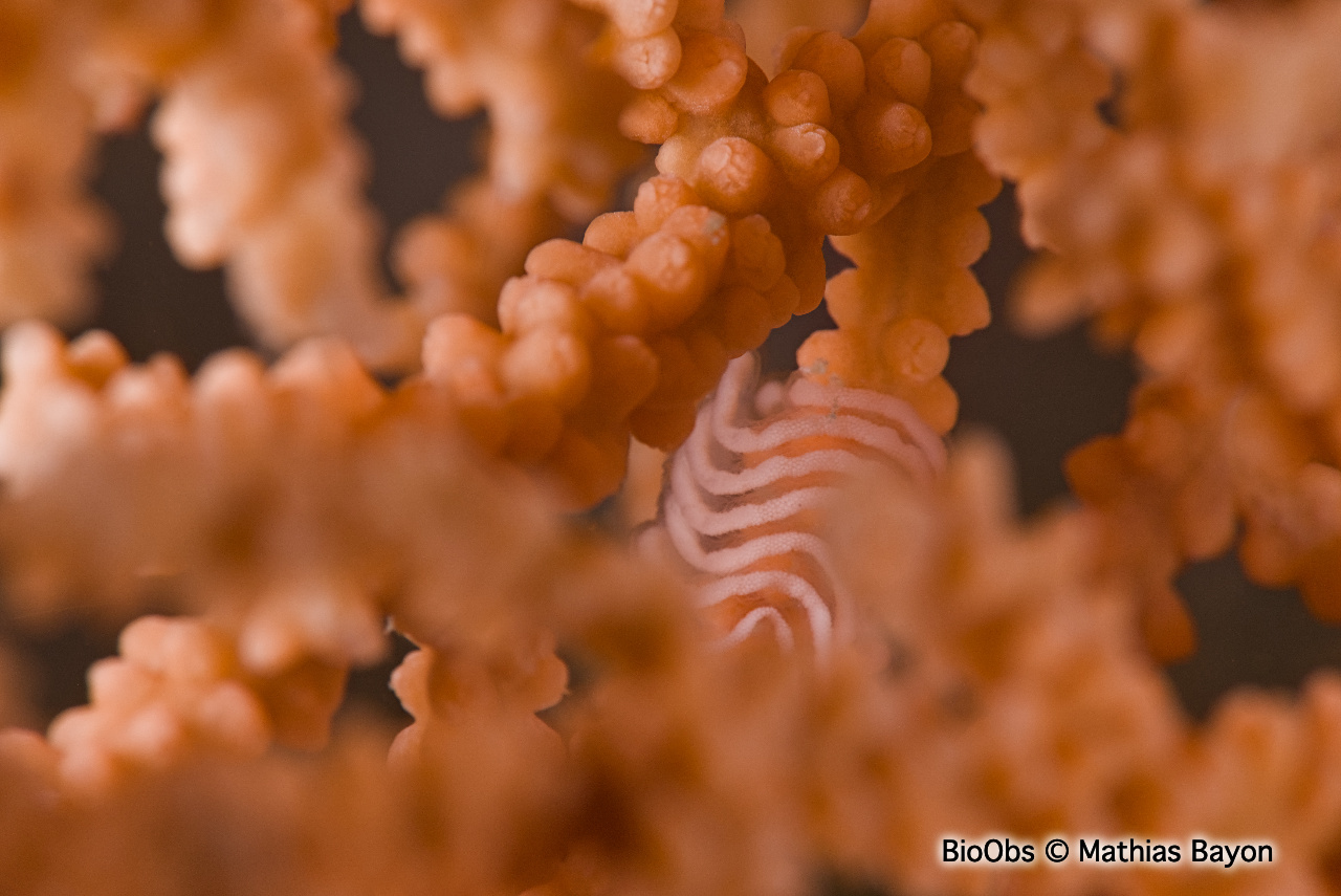 Tritonie des gorgones ponte - Duvaucelia ponte - Mathias Bayon - BioObs