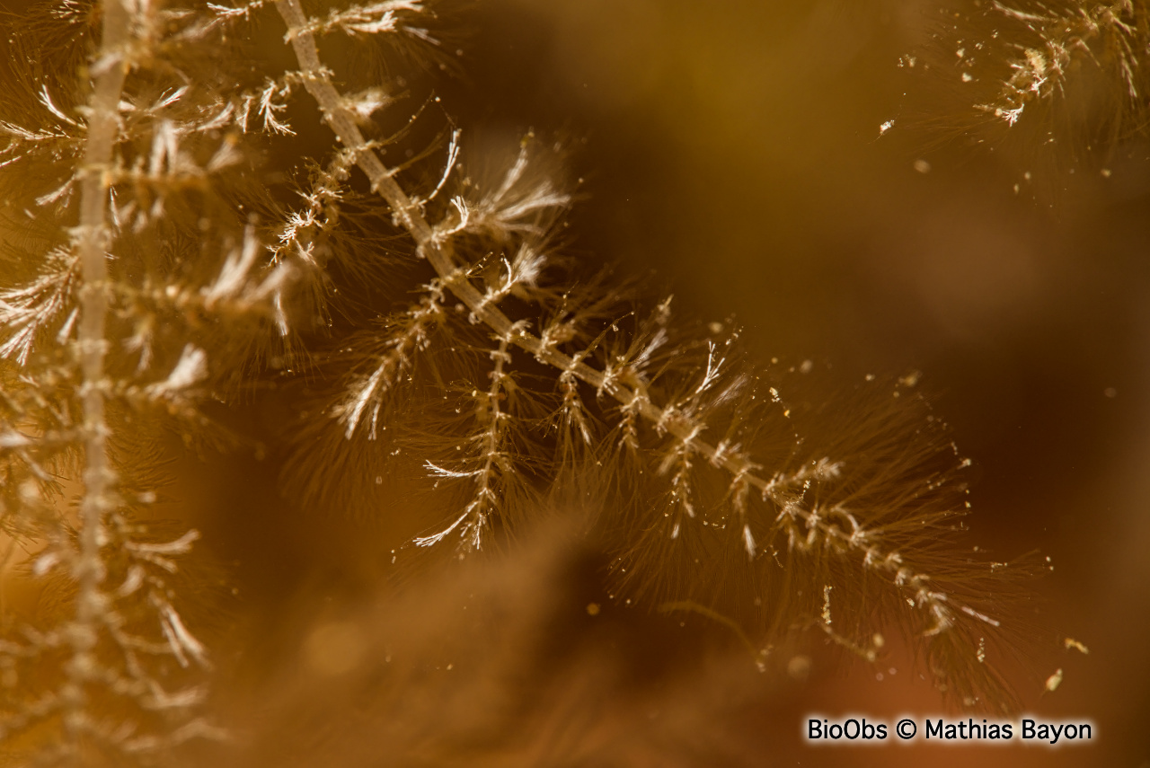 Algue duvet - Wrangelia penicillata - Mathias Bayon - BioObs