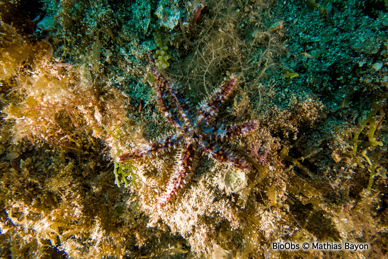 Etoile de mer épineuse - Coscinasterias tenuispina - Mathias Bayon - BioObs