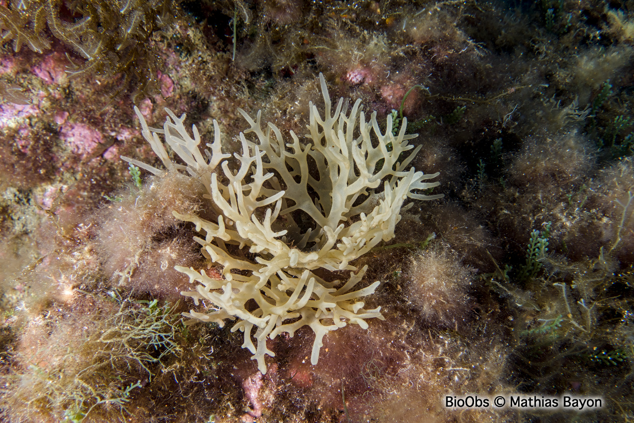 Algue branchue cartilagineuse - Chrysymenia ventricosa - Mathias Bayon - BioObs