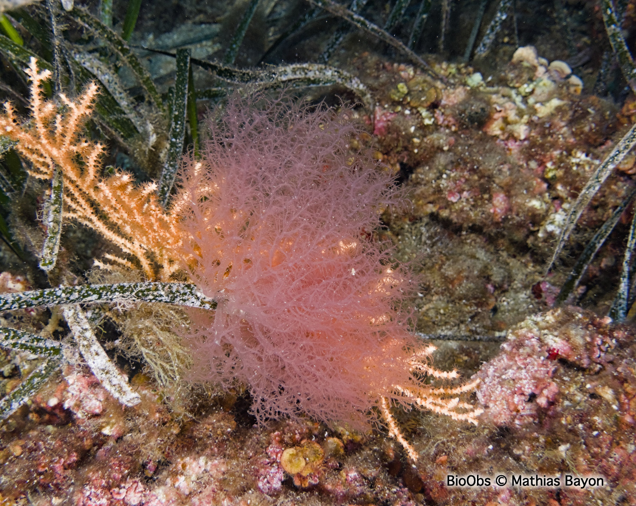 Acrosymphyton pourpre - Acrosymphyton purpuriferum - Mathias Bayon - BioObs