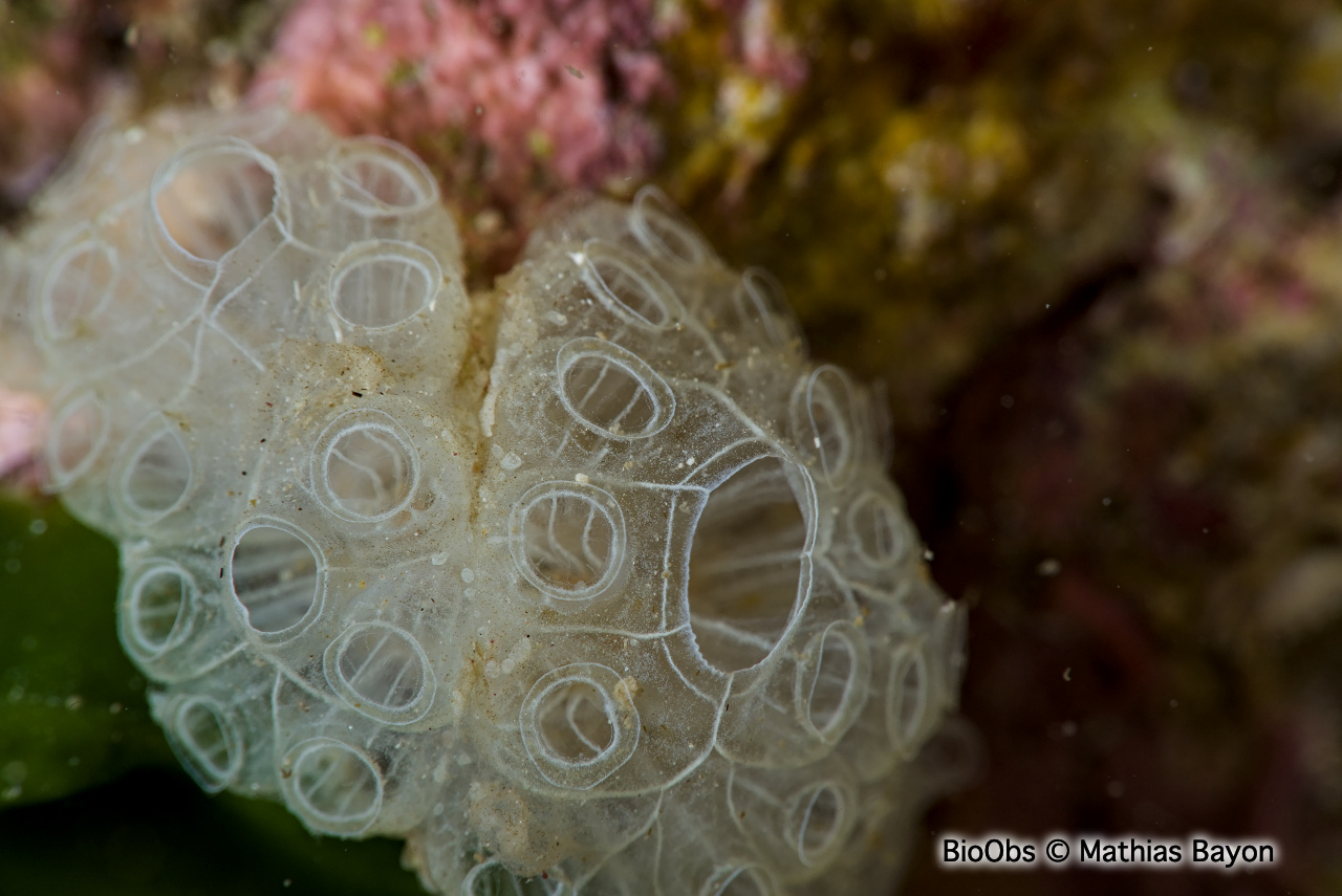 Botrylle cristallin - Botrylloides crystallinus - Mathias Bayon - BioObs