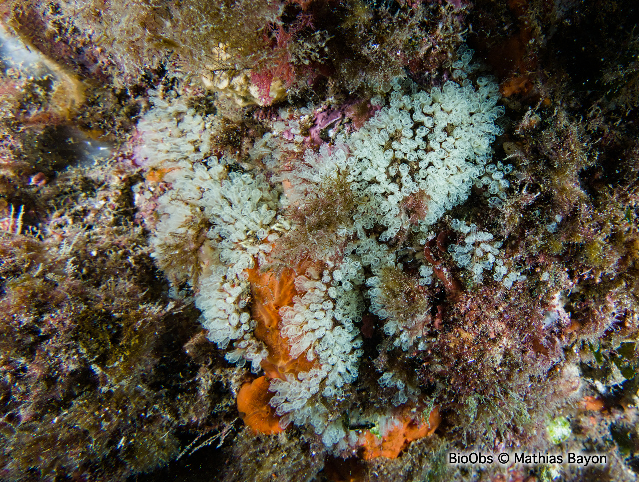 Clavelines naines - Pycnoclavella communis/ nana - Mathias Bayon - BioObs