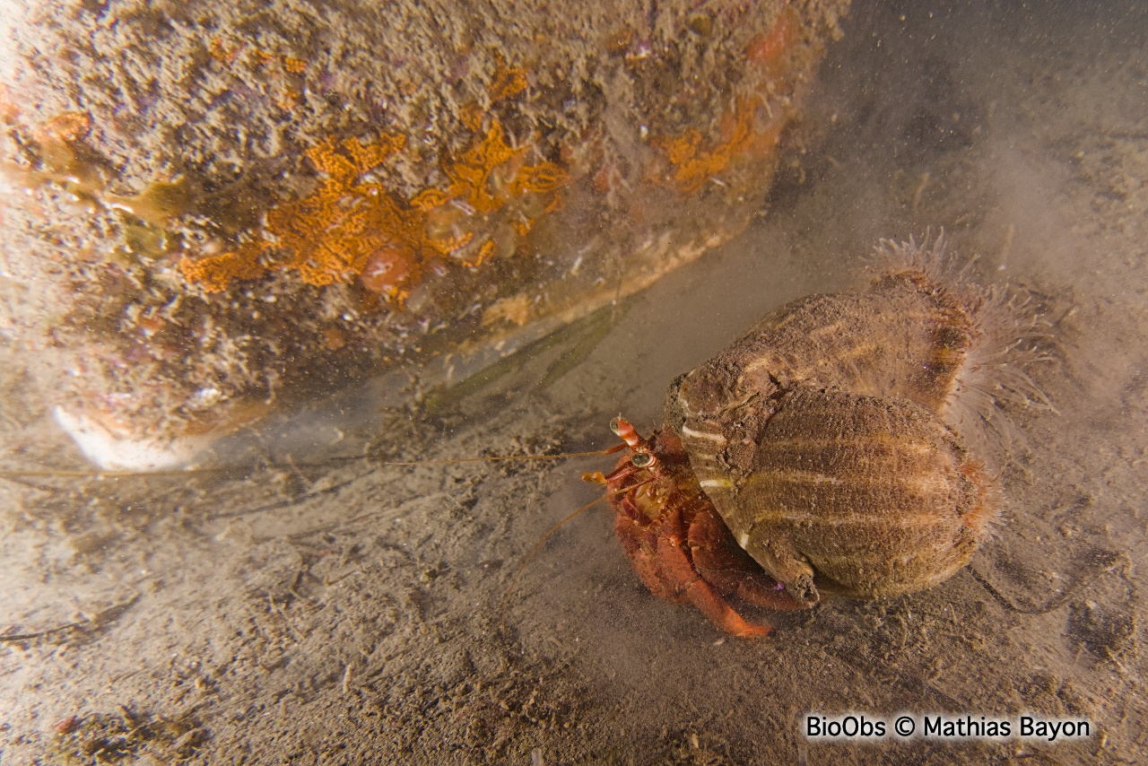Grand bernard-l'ermite - Dardanus arrosor - Mathias Bayon - BioObs