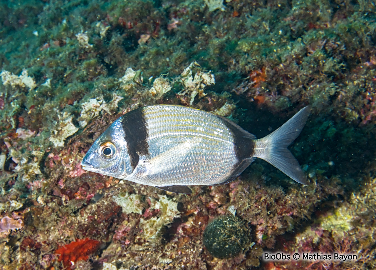 Sar à tête noire - Diplodus vulgaris - Mathias Bayon - BioObs