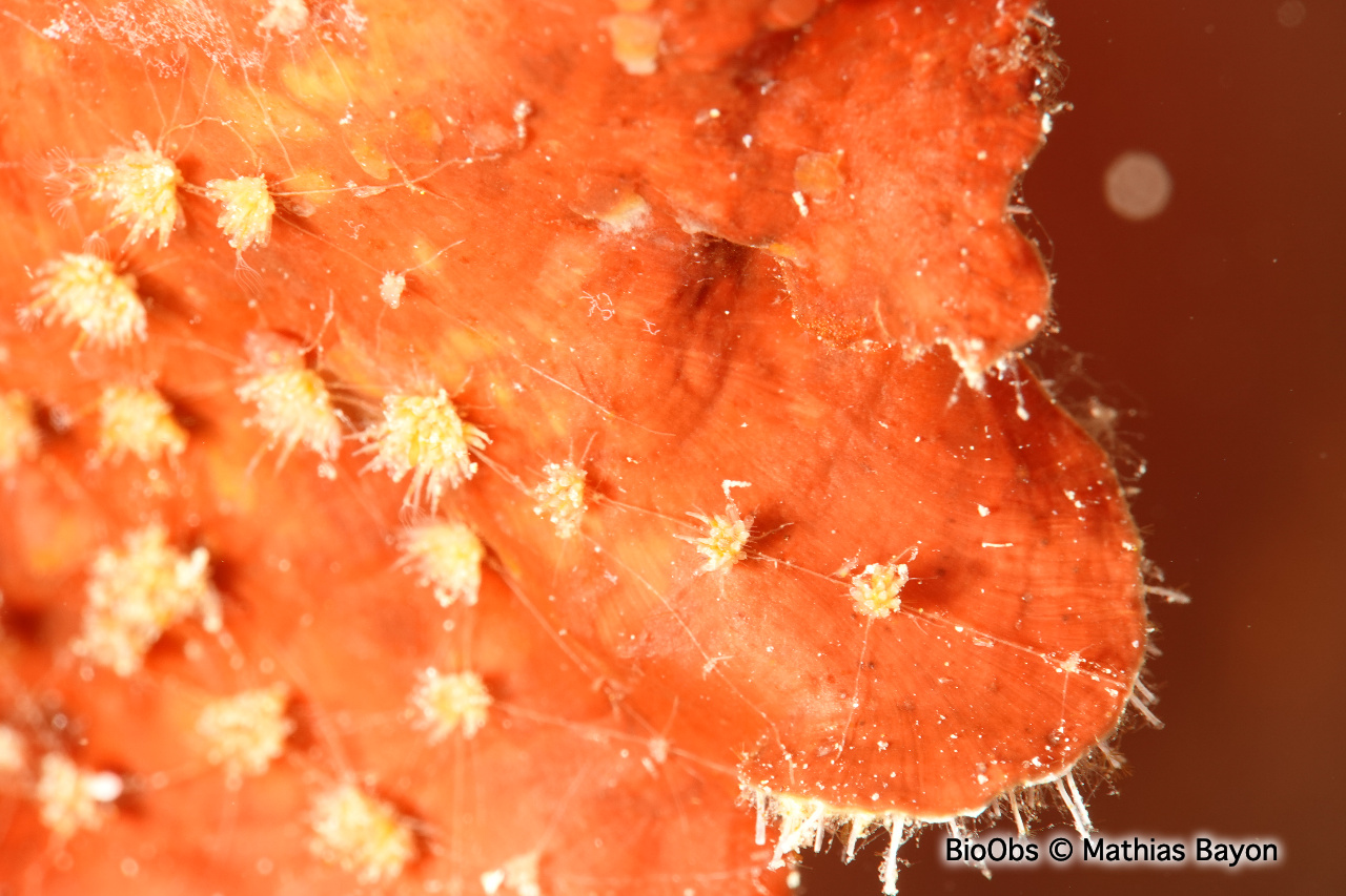 Valkérie tubéreuse - Walkeria tuberosa - Mathias Bayon - BioObs