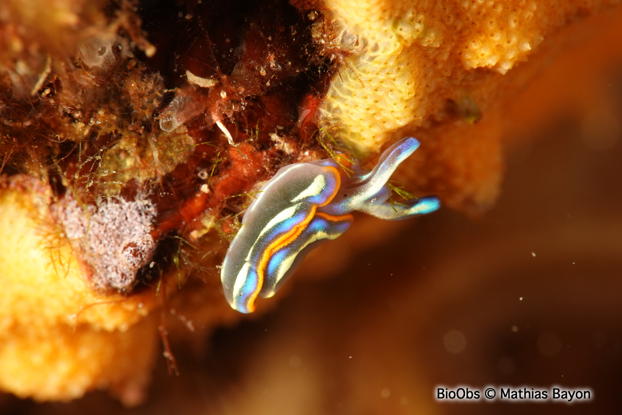 Thuridille de Hope - Thuridilla hopei - Mathias Bayon - BioObs