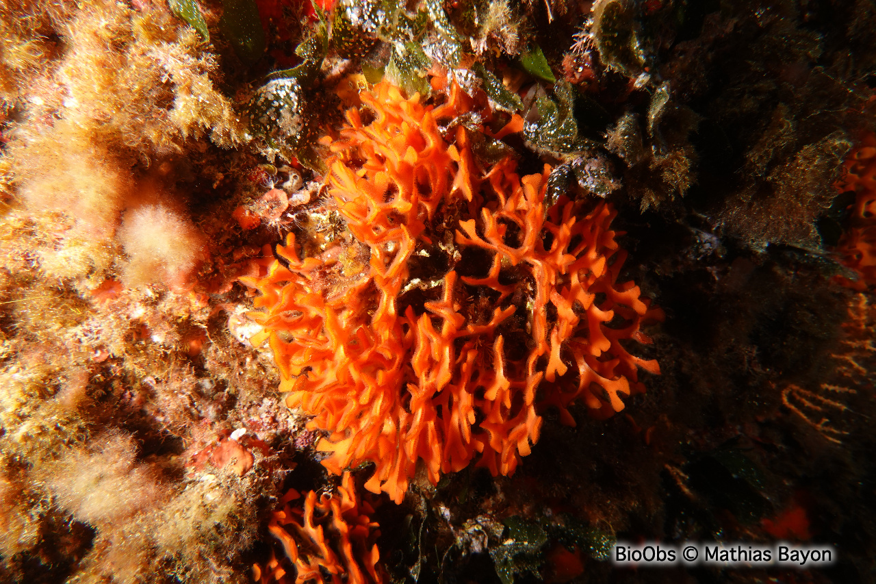Rose de mer Méditerranéenne - Pentapora fascialis - Mathias Bayon - BioObs