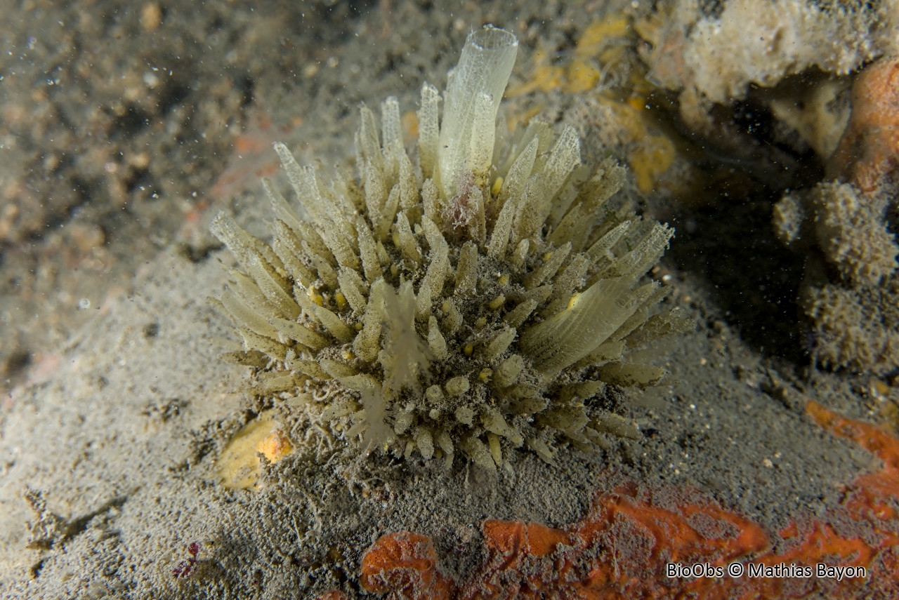 Eponge à languettes - Polymastia penicillus - Mathias Bayon - BioObs