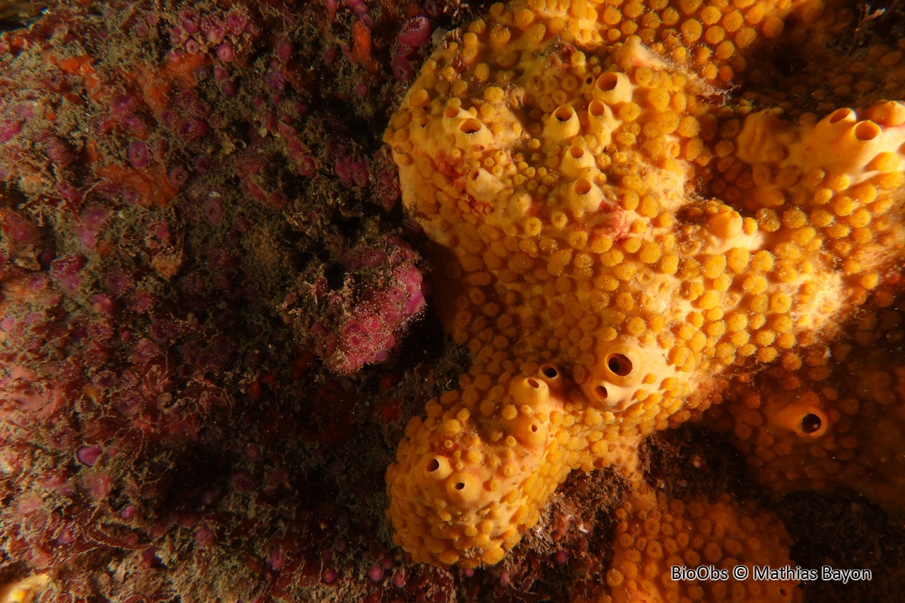 Clione jaune - Cliona celata - Mathias Bayon - BioObs