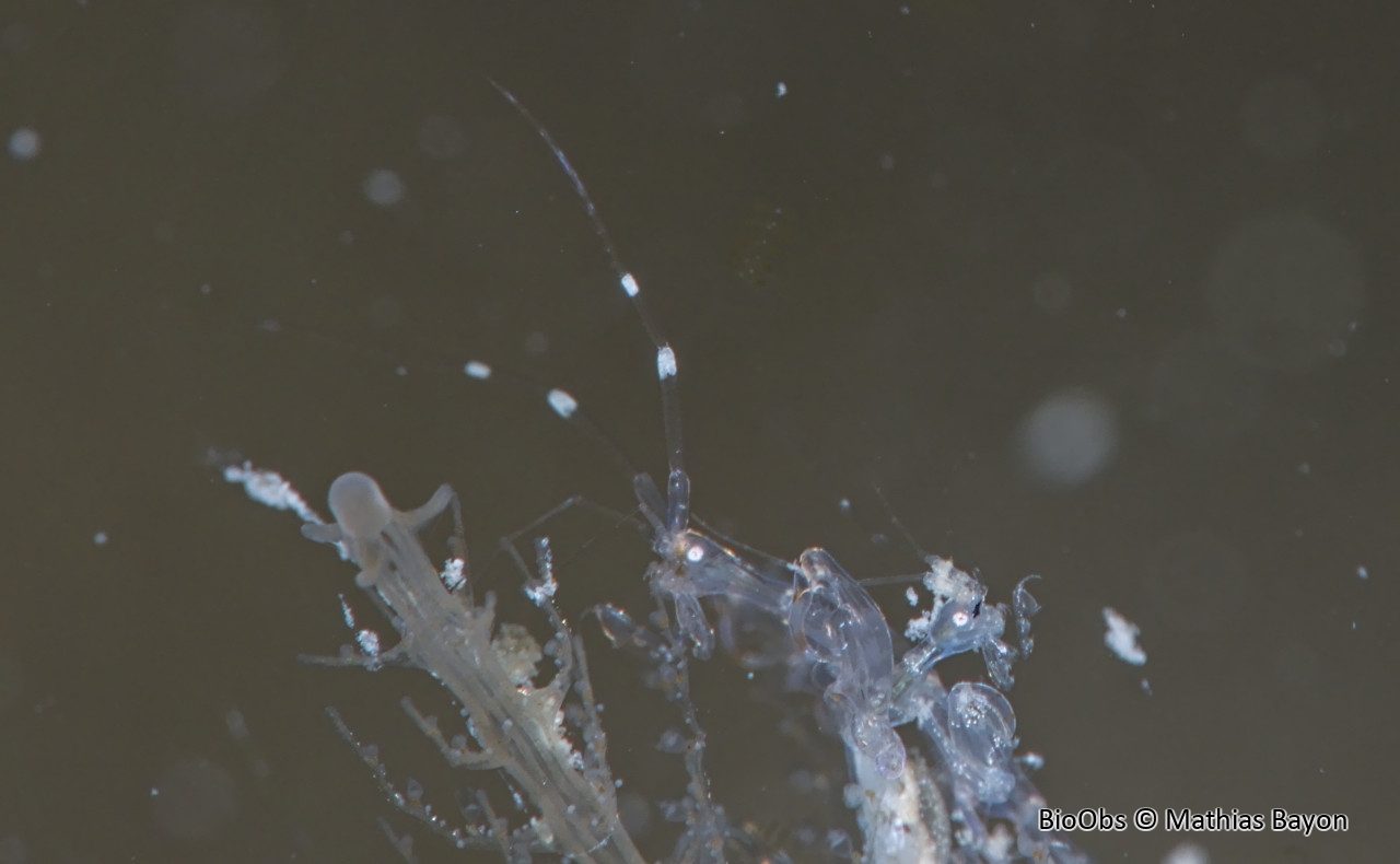 Caprelle japonaise - Caprella mutica - Mathias Bayon - BioObs