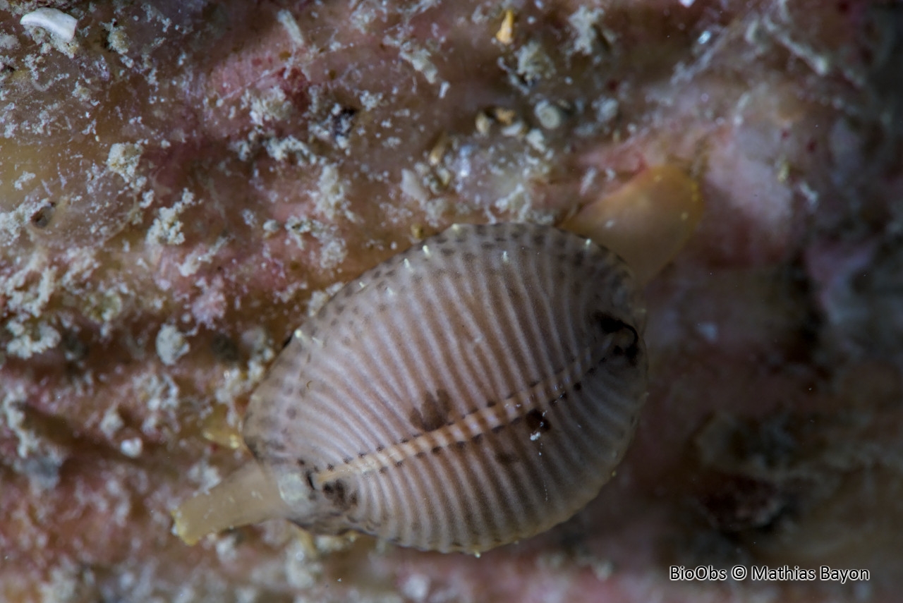 Grain de café à trois points - Trivia monacha - Mathias Bayon - BioObs