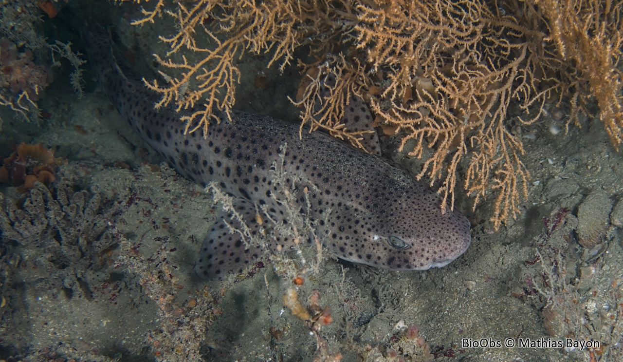 Grande roussette - Scyliorhinus stellaris - Mathias Bayon - BioObs