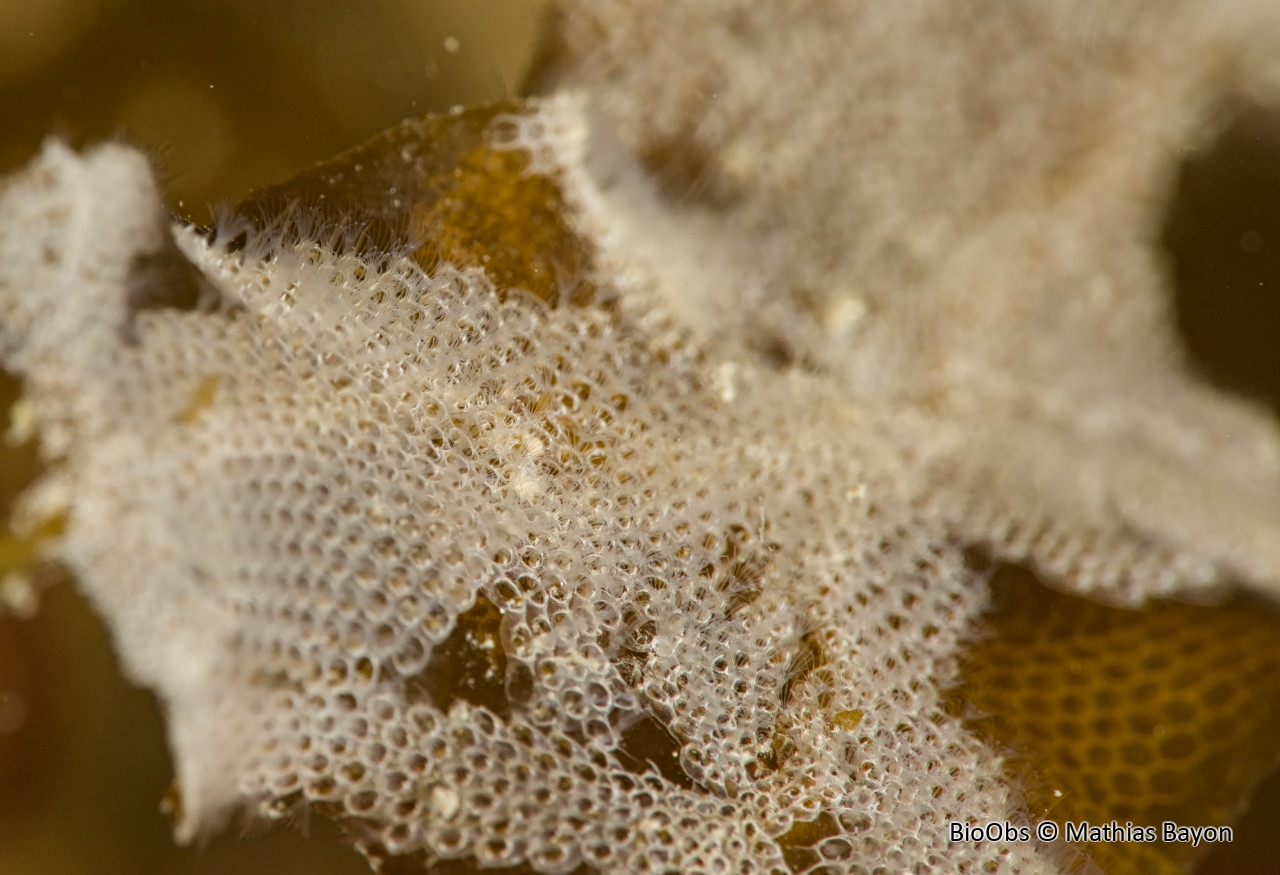 Ecorce pileuse - Electra pilosa - Mathias Bayon - BioObs