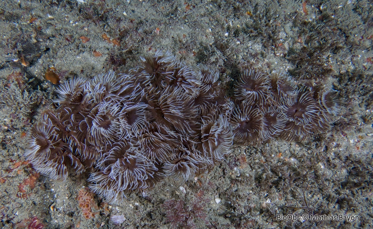 Bispire - Bispira volutacornis - Mathias Bayon - BioObs