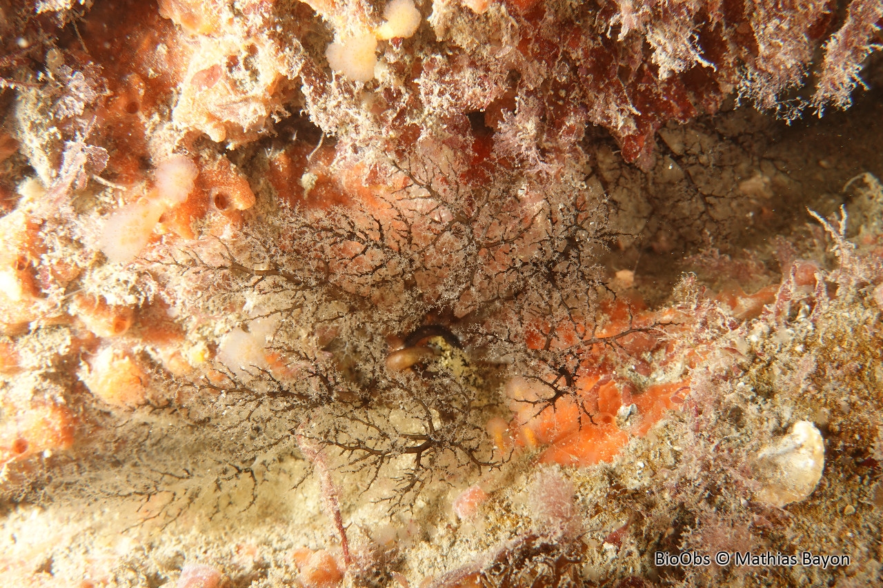 Lèche-doigts de Lefèvre - Aslia lefevrei - Mathias Bayon - BioObs