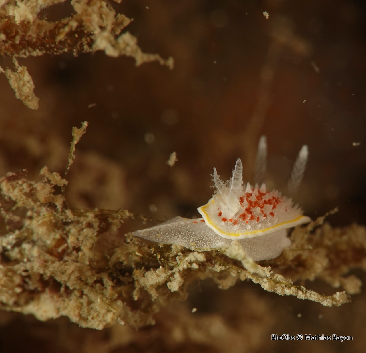 Doris diaphane - Diaphorodoris luteocincta - Mathias Bayon - BioObs