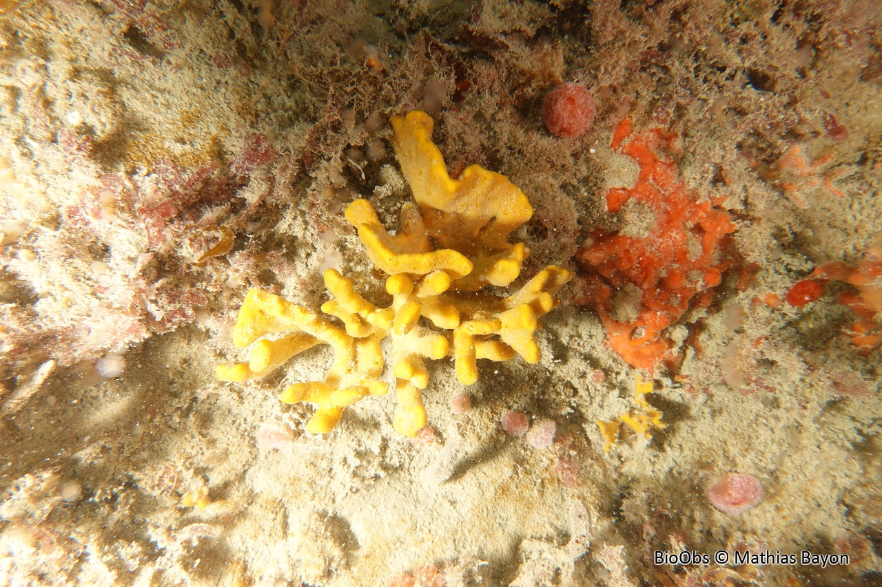 Axinelle étoilée - Axinella dissimilis - Mathias Bayon - BioObs