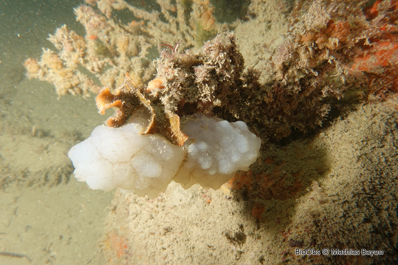 Ascidie blanche - Phallusia mammillata - Mathias Bayon - BioObs