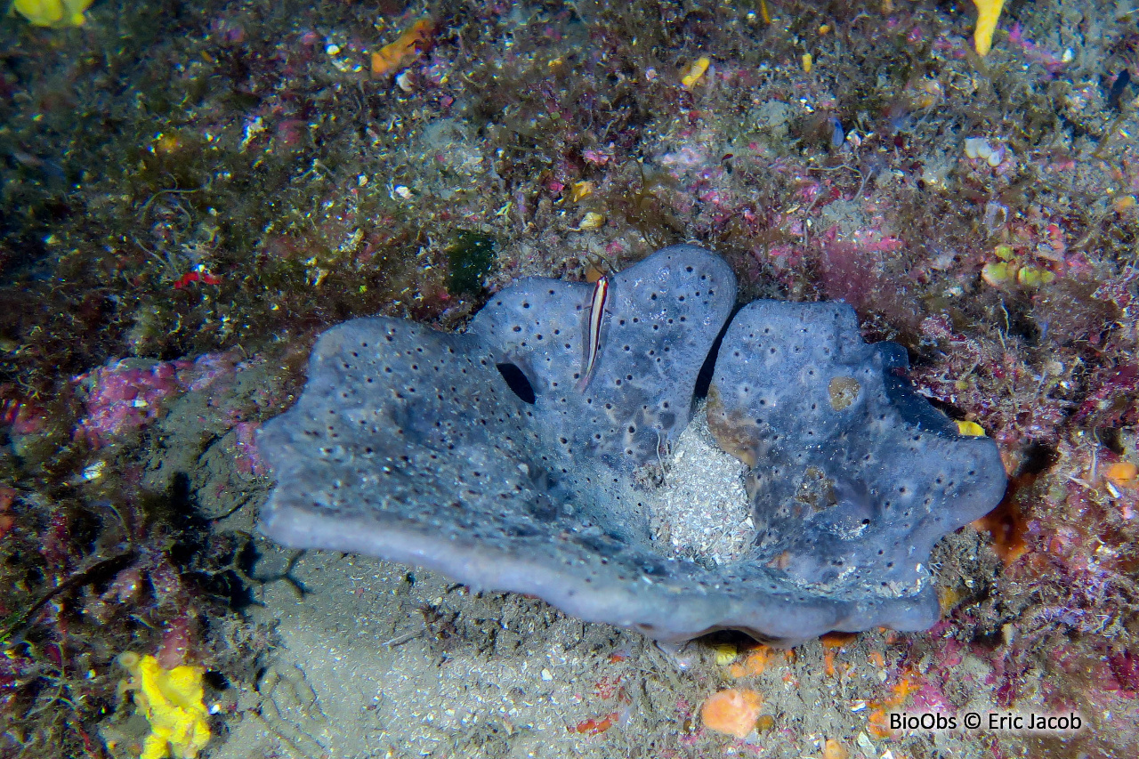 Eponge oreille d'éléphant - Spongia (Spongia) lamella - Eric Jacob - BioObs